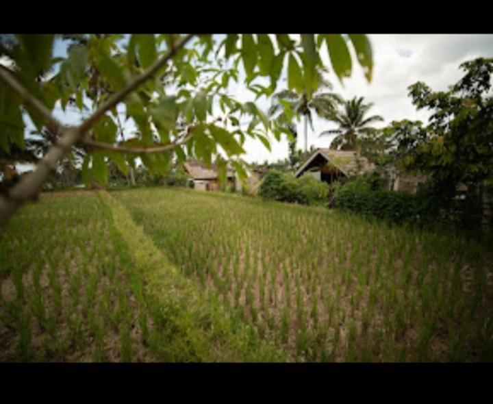 Citra Homestay Tetebatu Exterior foto